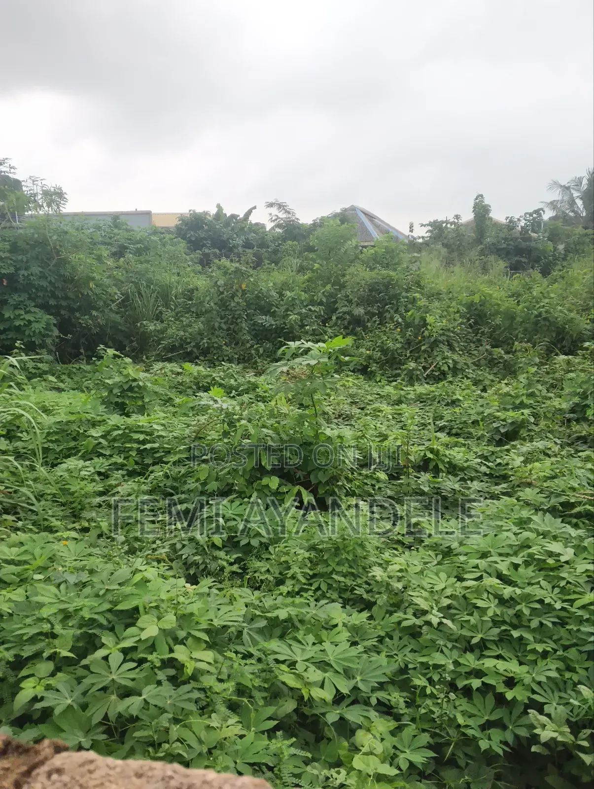 Complete Full Plot in Igbogbo