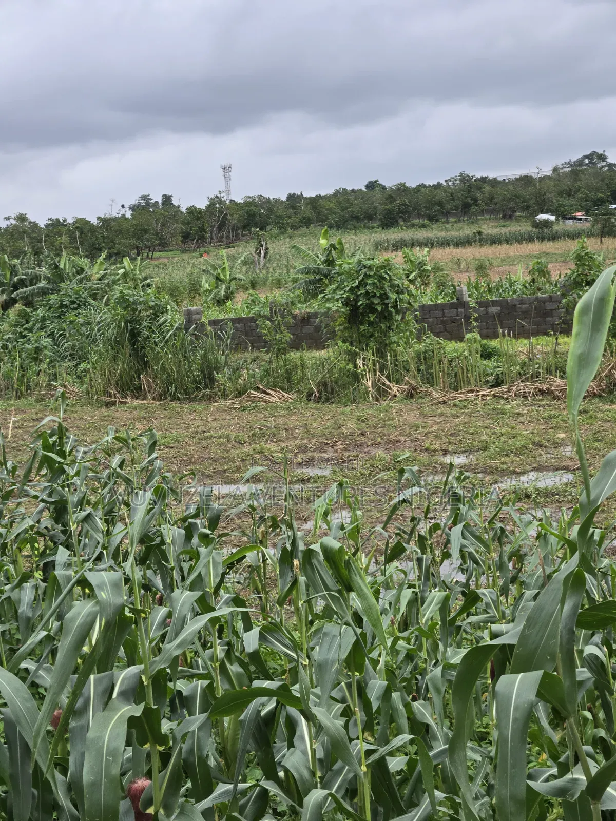 O God, Unbelievably True 1.63 Hectares Land Inside Town GUDU MKT 1.75b in Gudu