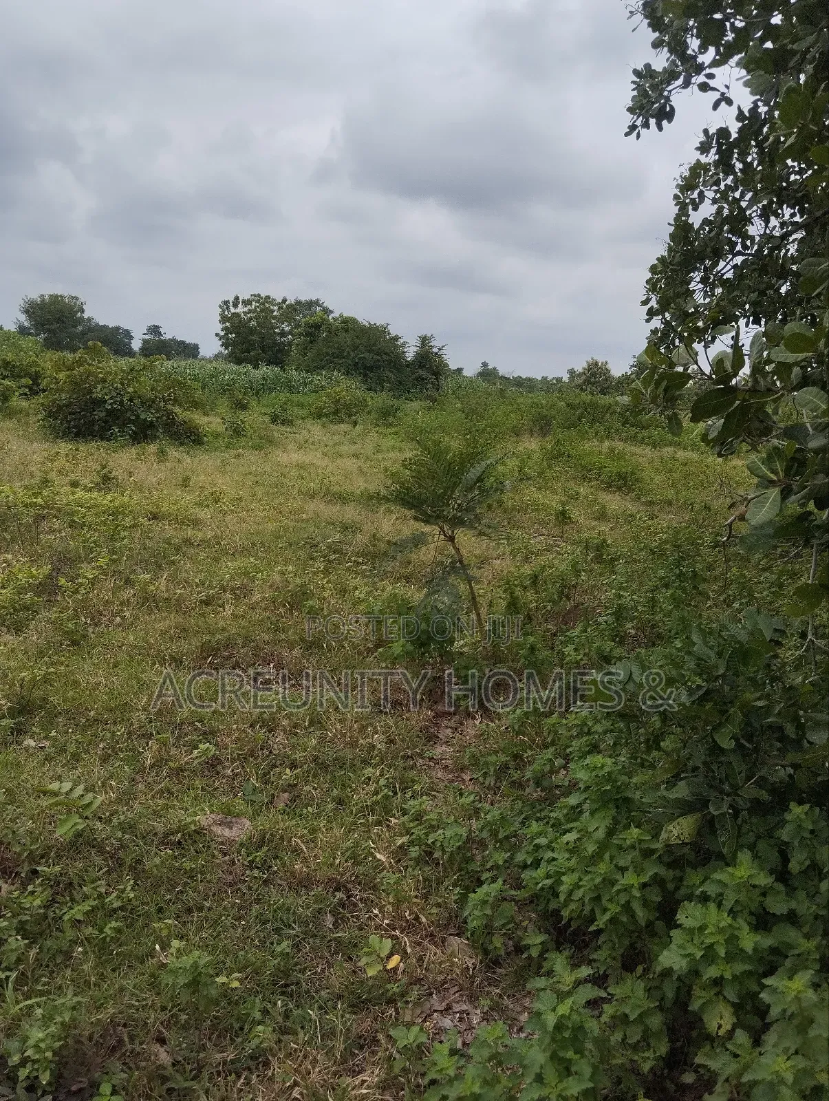 65 Acres of Farmland at Alofe Village Off Iseyin-Ogbomoso, Oyo State in Iseyin