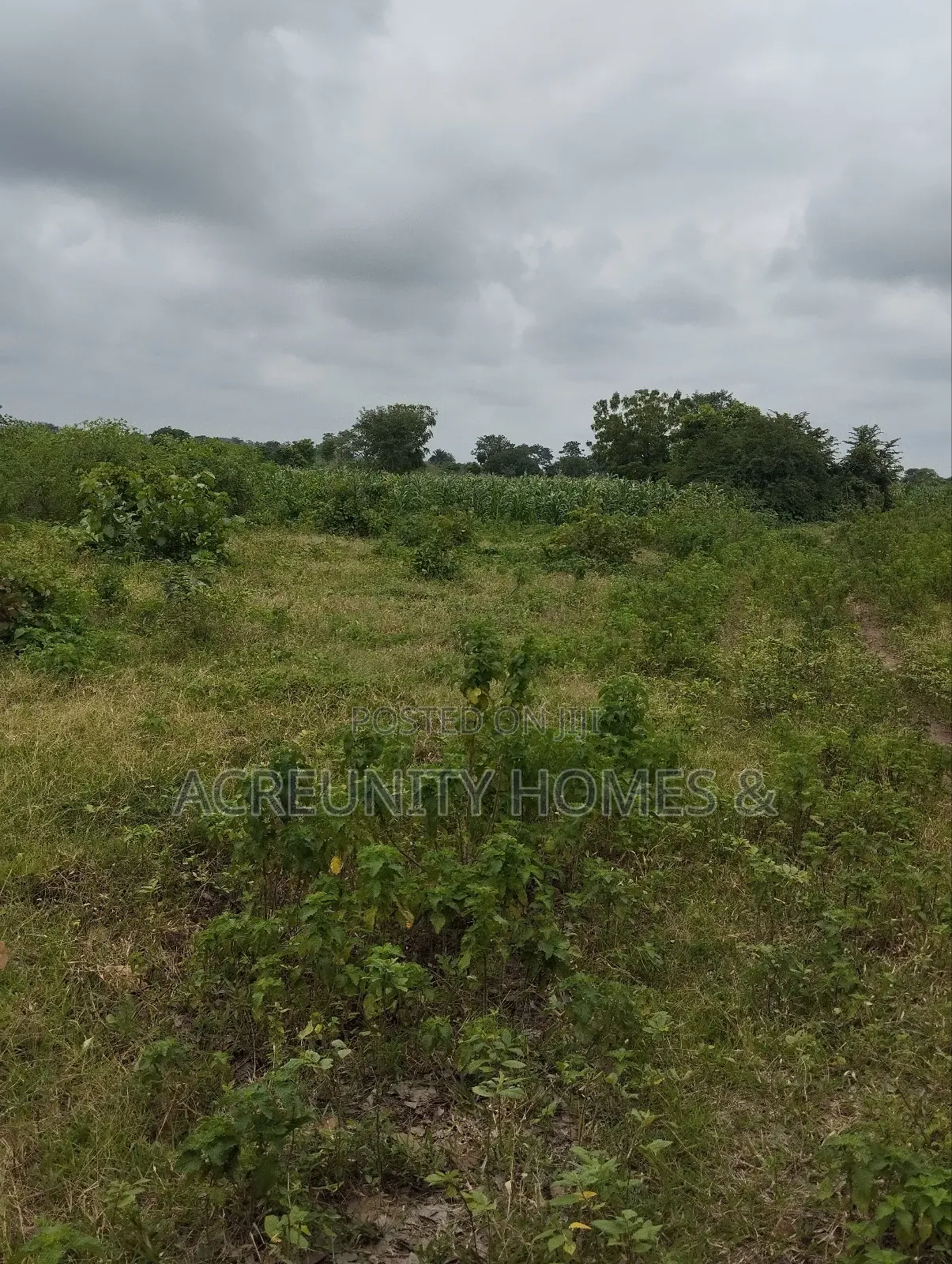 65 Acres of Farmland at Alofe Village Off Iseyin-Ogbomoso, Oyo State in Iseyin