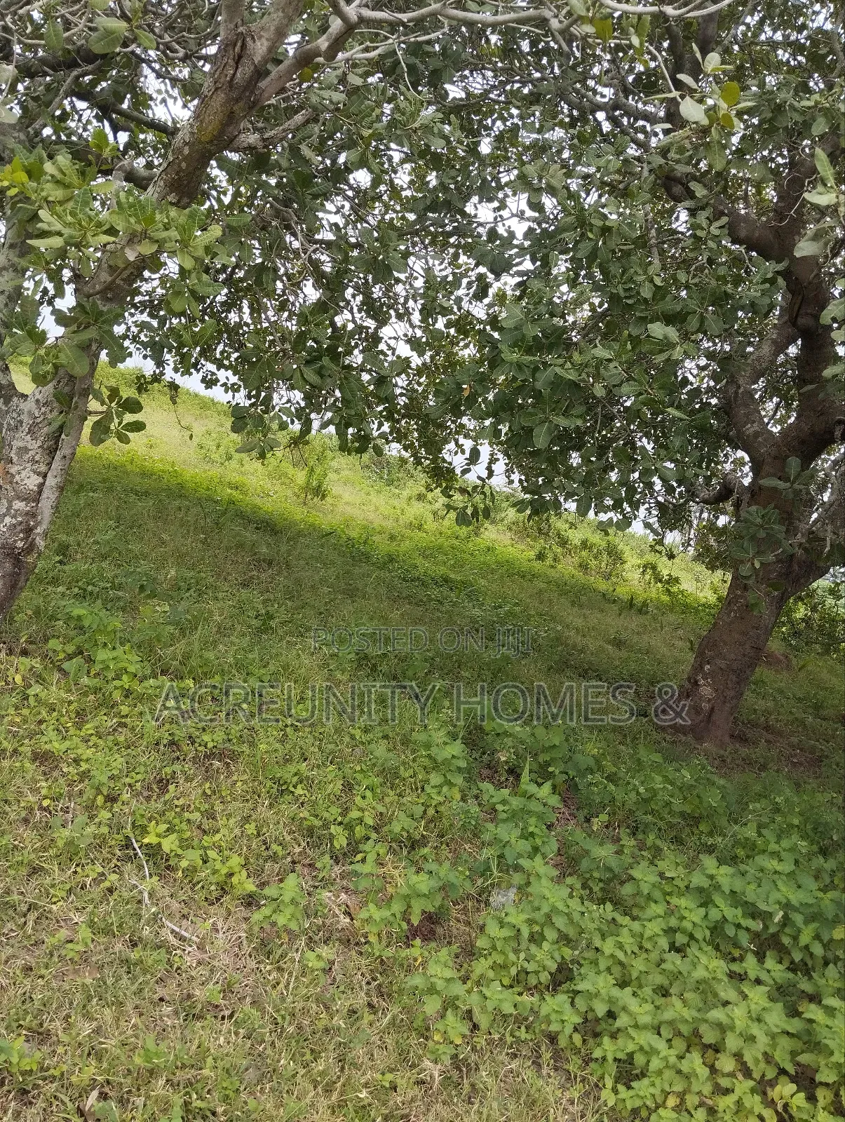 65 Acres of Farmland at Alofe Village Off Iseyin-Ogbomoso, Oyo State in Iseyin