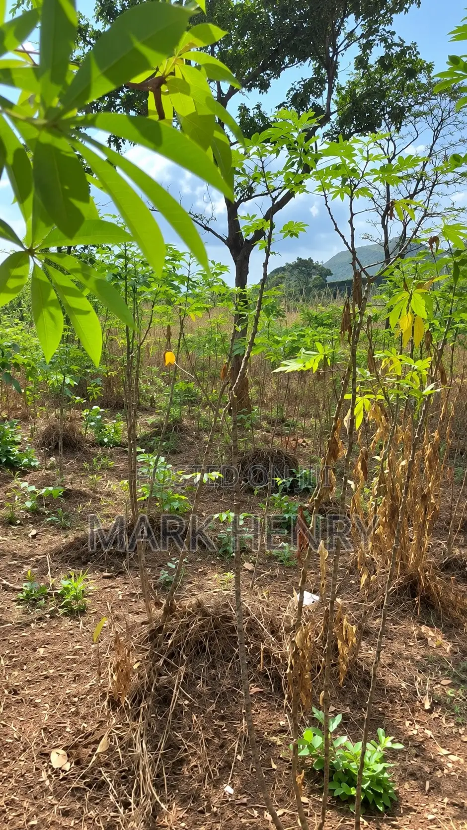 Plot of Land for Sale in Enugu State