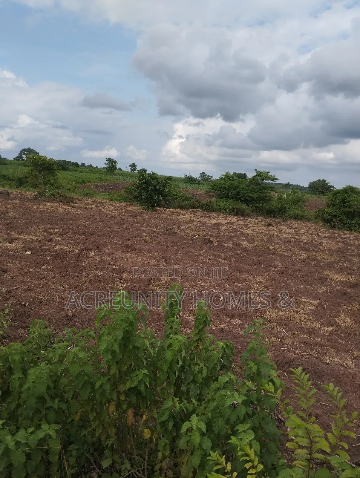 100 Acres of Fertile Farmland for Sale in Awaye, Iseyin LG, Oyo State in Iseyin