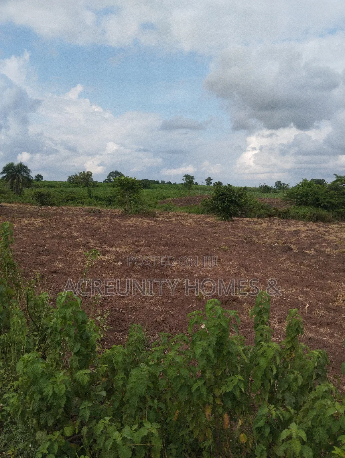 100 Acres of Fertile Farmland for Sale in Awaye, Iseyin LG, Oyo State in Iseyin