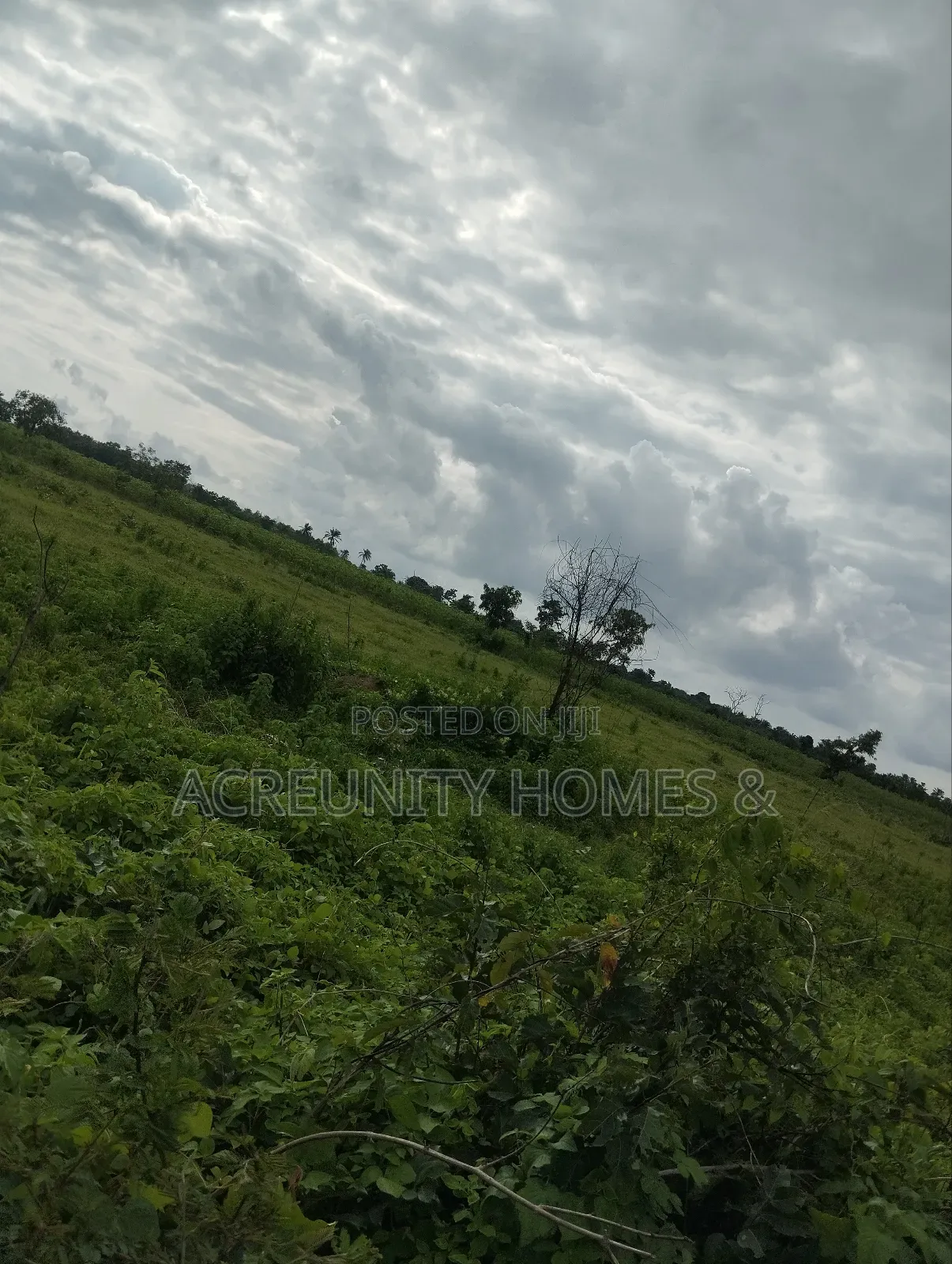 100 Acres of Fertile Farmland for Sale in Awaye, Iseyin LG, Oyo State in Iseyin
