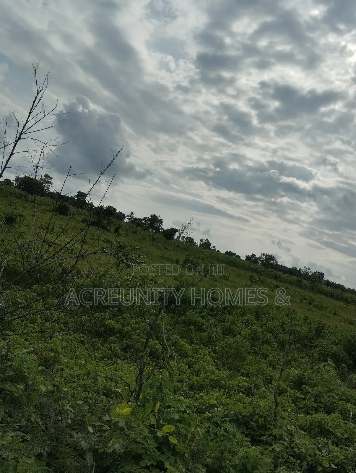 100 Acres of Fertile Farmland for Sale in Awaye, Iseyin LG, Oyo State in Iseyin