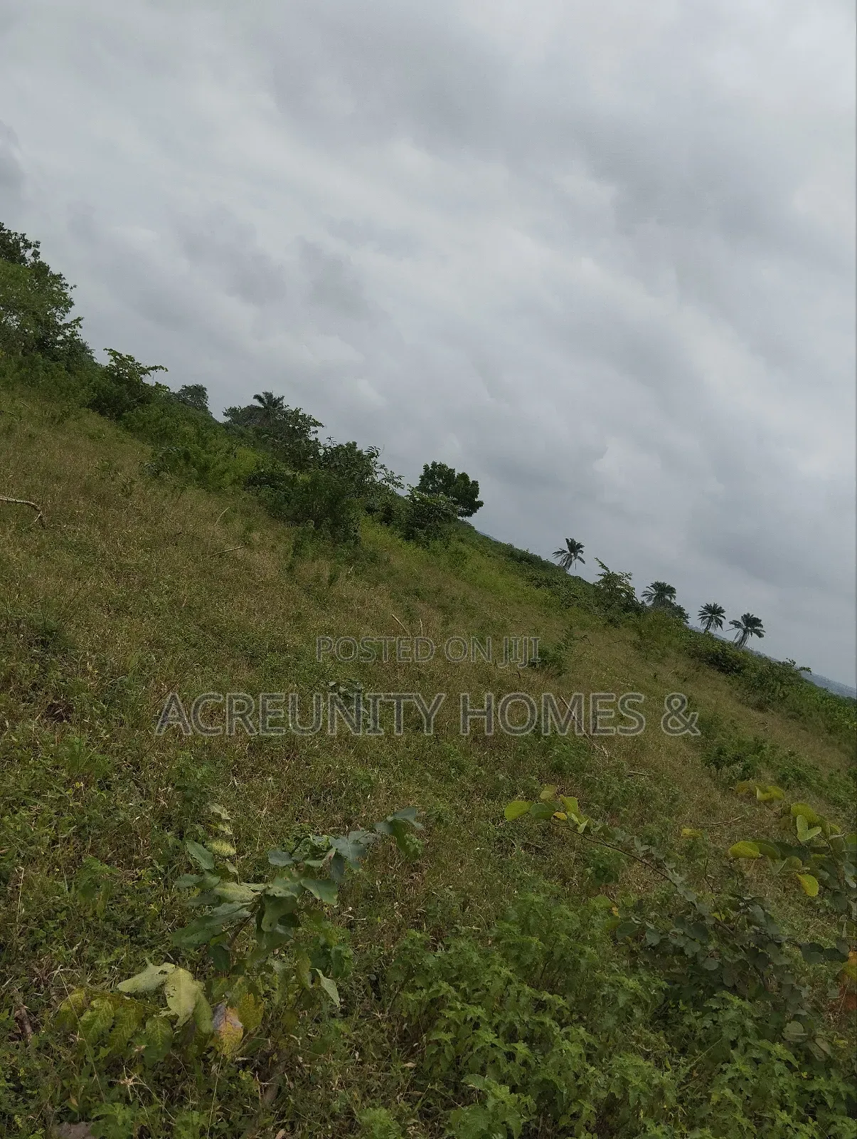 550 Acres of Fertile Farmland for Sale, Iganna, Iwajowa Lga, Oyo State in Iwajowa