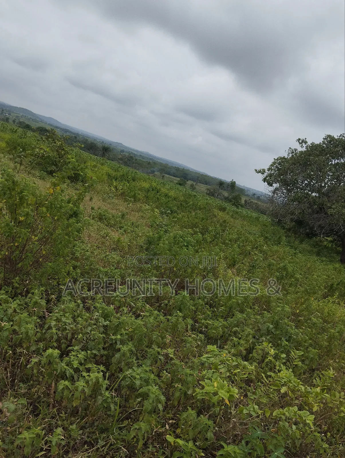 550 Acres of Fertile Farmland for Sale, Iganna, Iwajowa Lga, Oyo State in Iwajowa