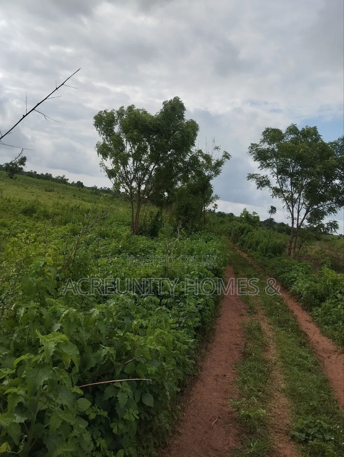 300 Acres of Farmland for Sale at Aba Ibadan Village, Iseyin Oyo State in Iseyin