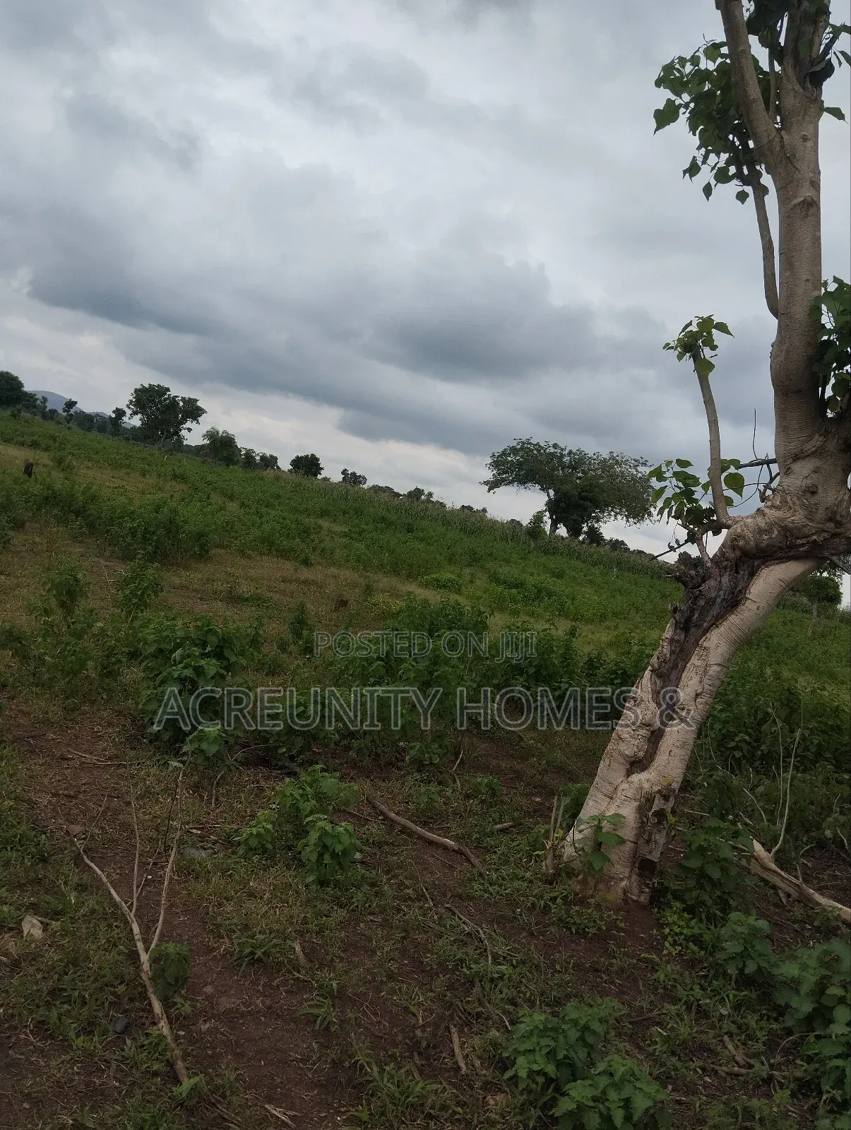 300 Acres of Farmland for Sale at Aba Ibadan Village, Iseyin Oyo State in Iseyin