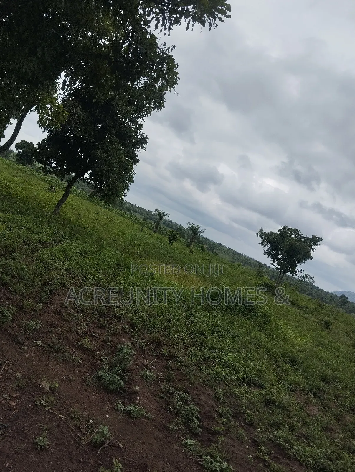 300 Acres of Farmland for Sale at Aba Ibadan Village, Iseyin Oyo State in Iseyin