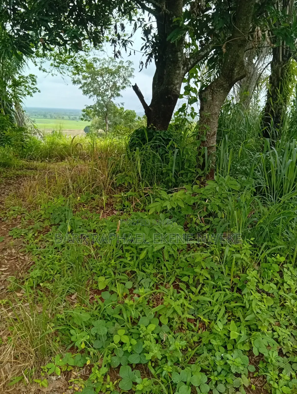 5 Plots of Land in Aghamelu