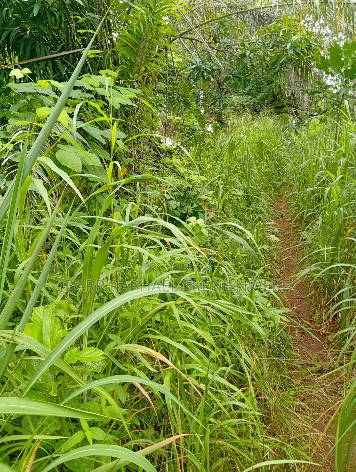 5 Plots of Land in Aghamelu