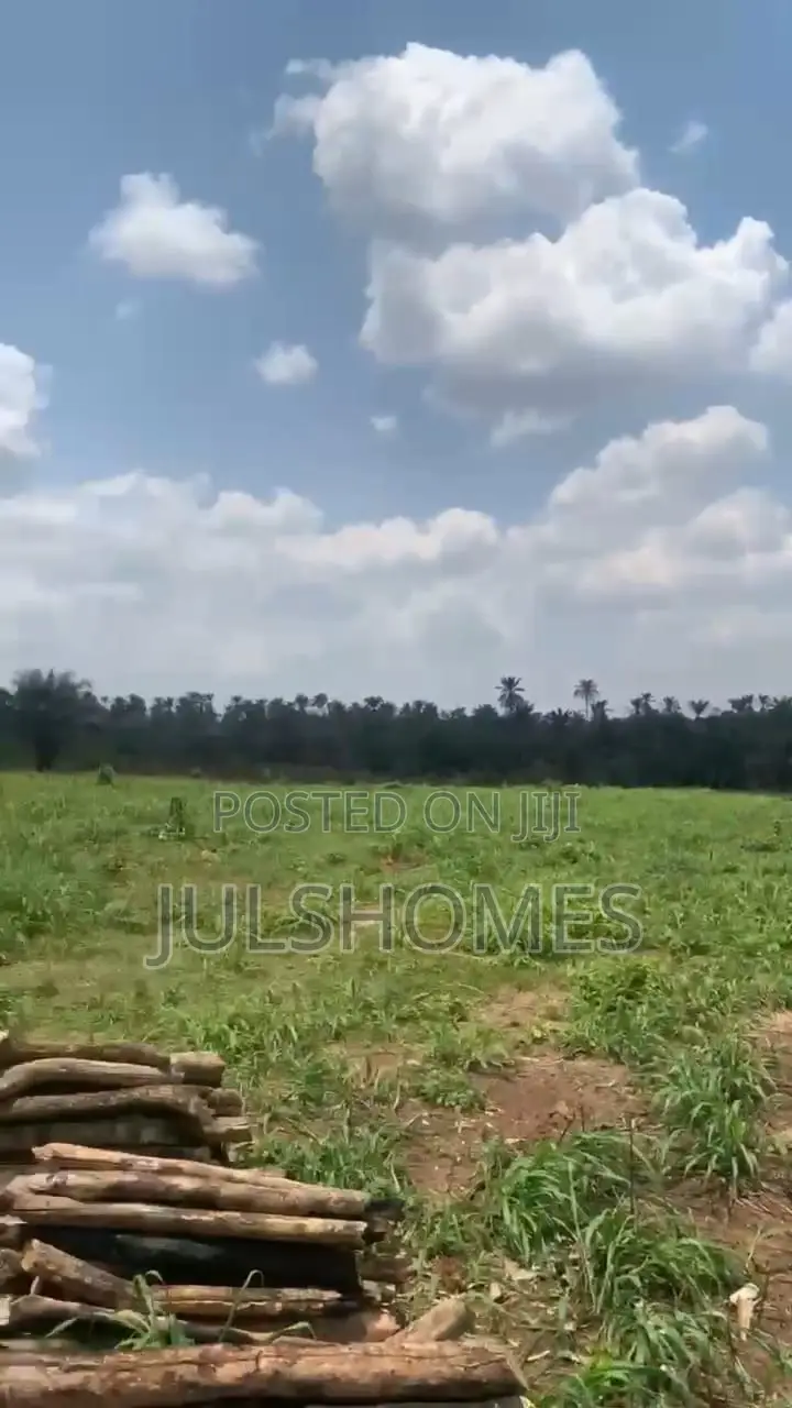 Palm Farming Land at Ijebu-Igbo Ogun State in Ijebu