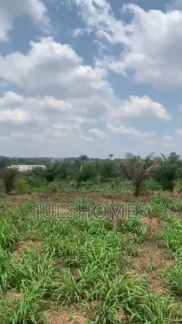 Palm Farming Land at Ijebu-Igbo Ogun State in Ijebu