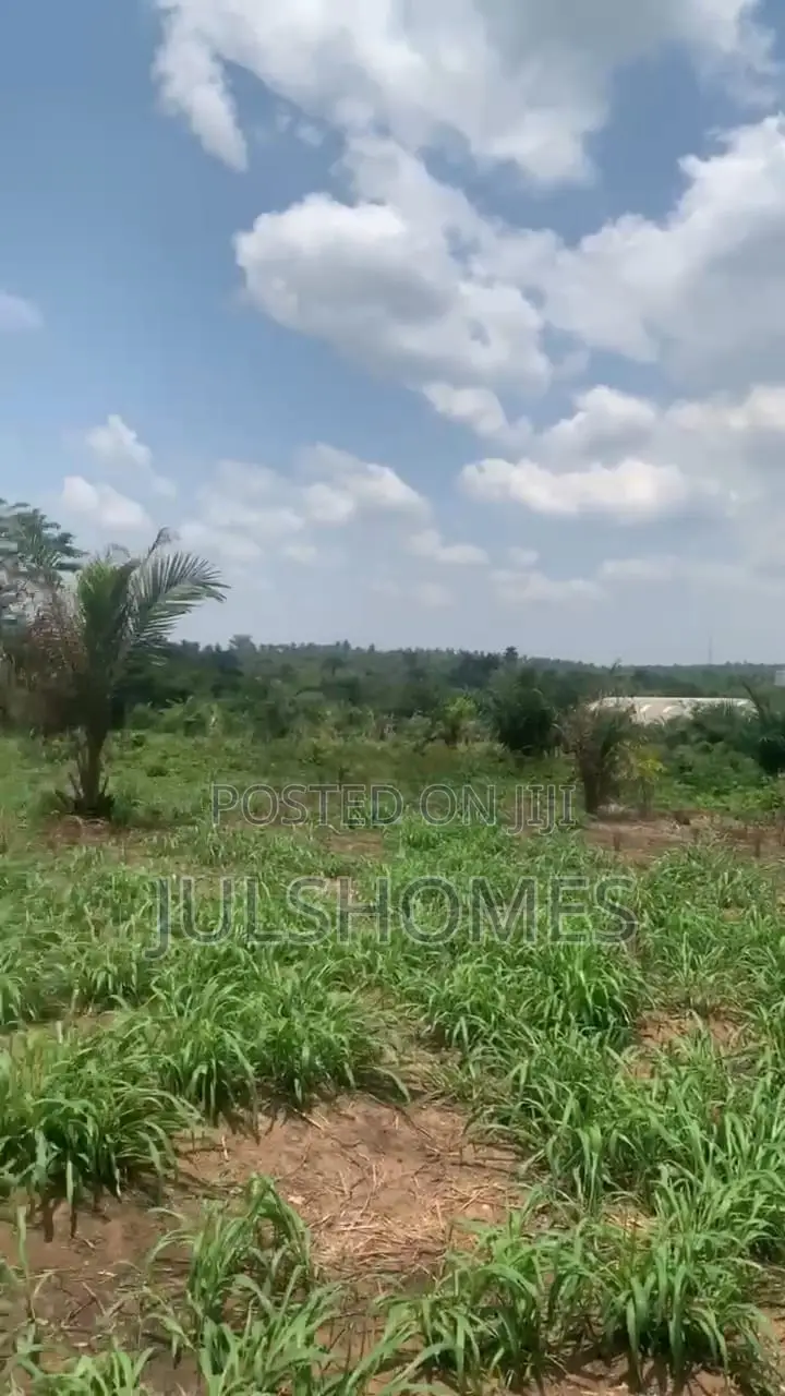 Palm Farming Land at Ijebu-Igbo Ogun State in Ijebu