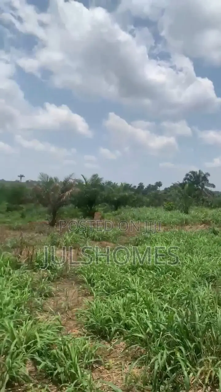 Palm Farming Land at Ijebu-Igbo Ogun State in Ijebu