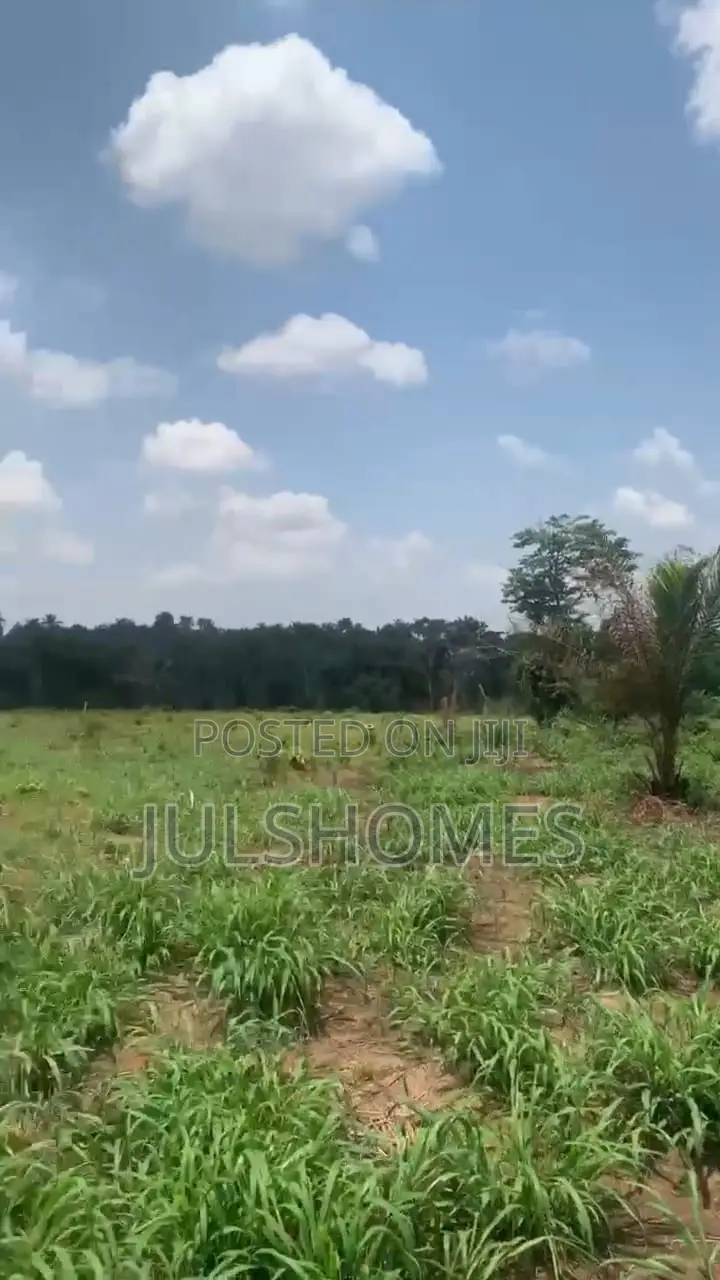 Palm Farming Land at Ijebu-Igbo Ogun State in Ijebu