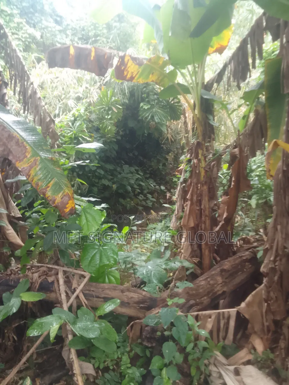 Very Suitable Land for Farming or Students Hostel. 2plots in Epe