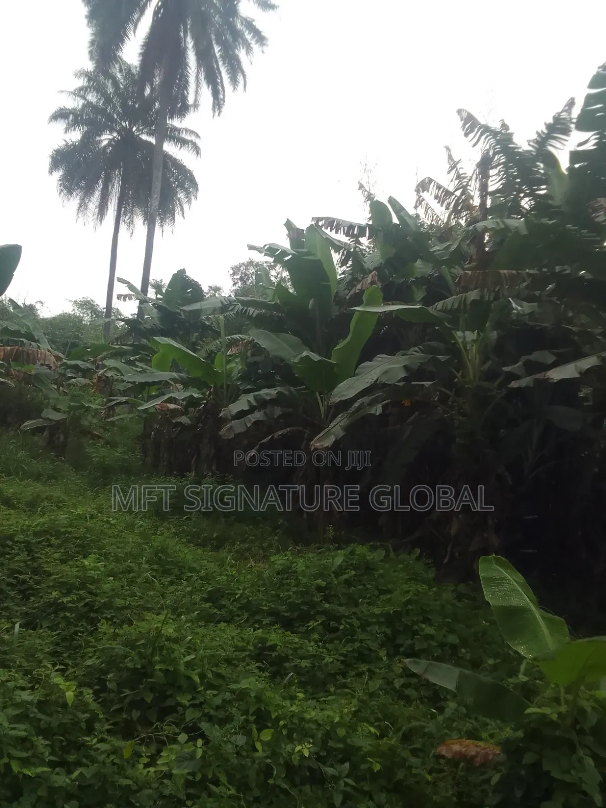 Very Suitable Land for Farming or Students Hostel. 2plots in Epe
