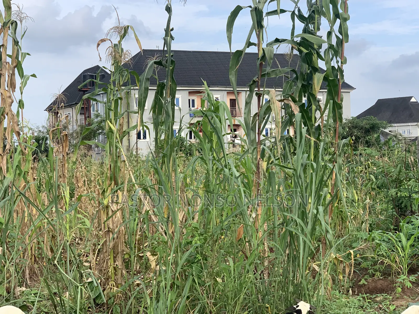 One Big Plot at Uwaelu, Uratta Owerri in Federal Light Zone in Owerri