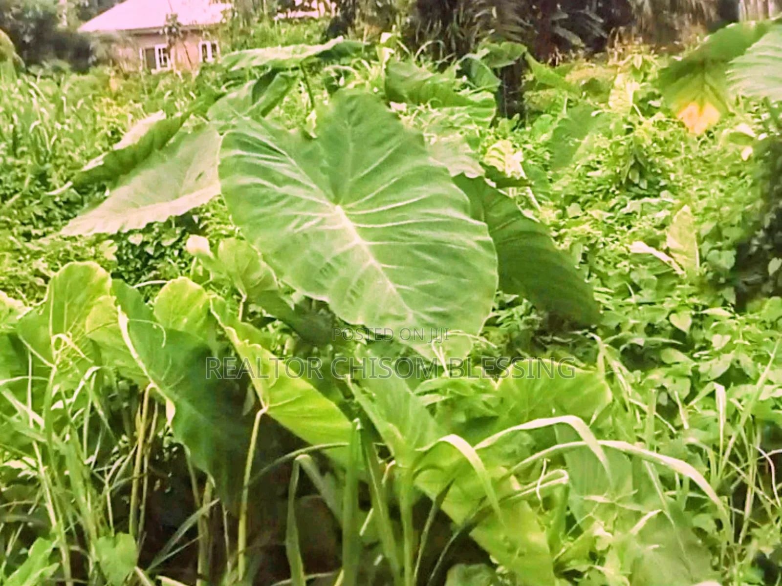 Land for Sale in Old Umuahia Abia State in Umuahia