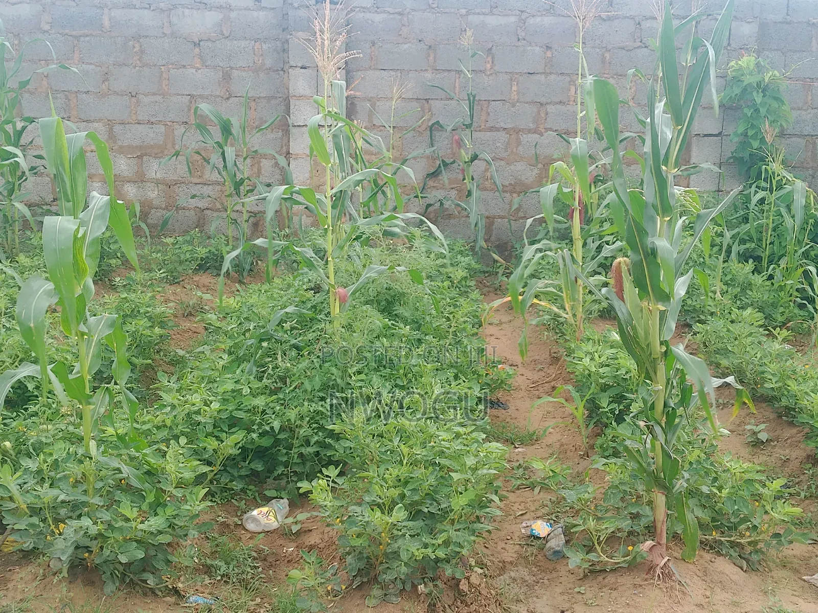 2225 SQM of Cofo Land Available for Sale in Jahi