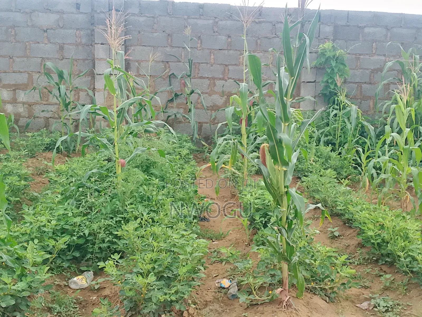 2225 SQM of Cofo Land Available for Sale in Jahi