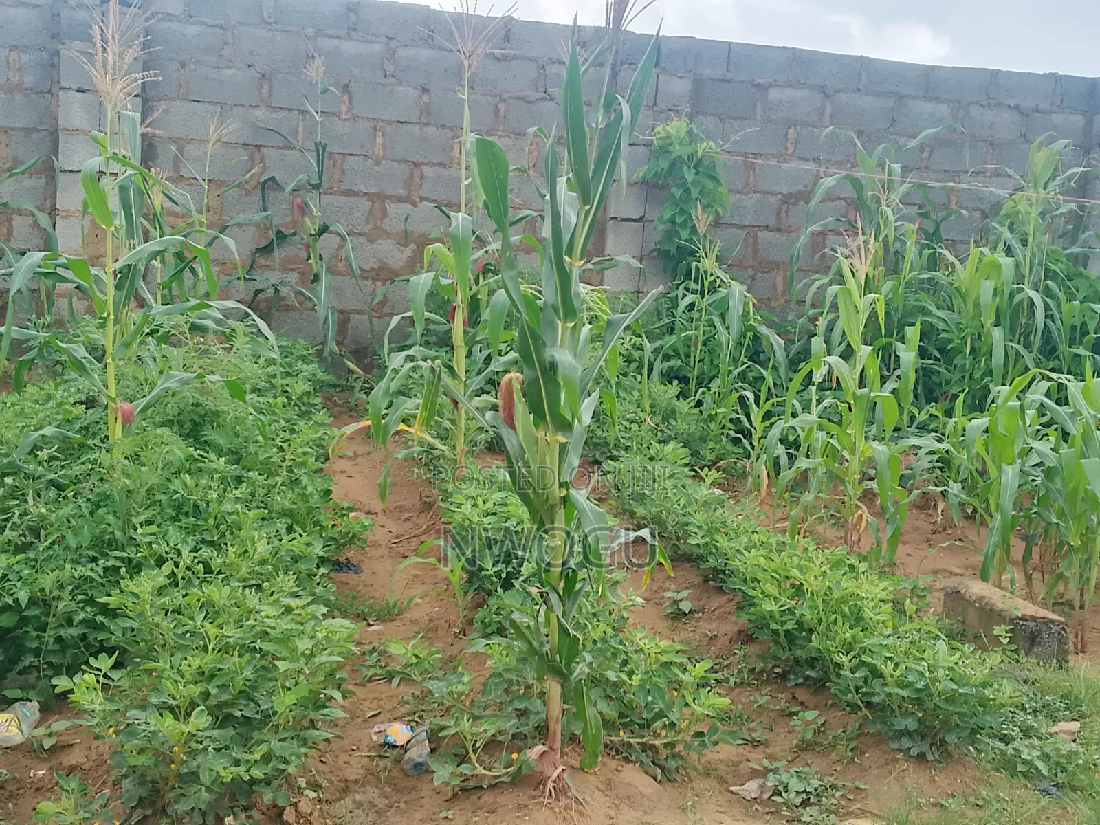 2225 SQM of Cofo Land Available for Sale in Jahi