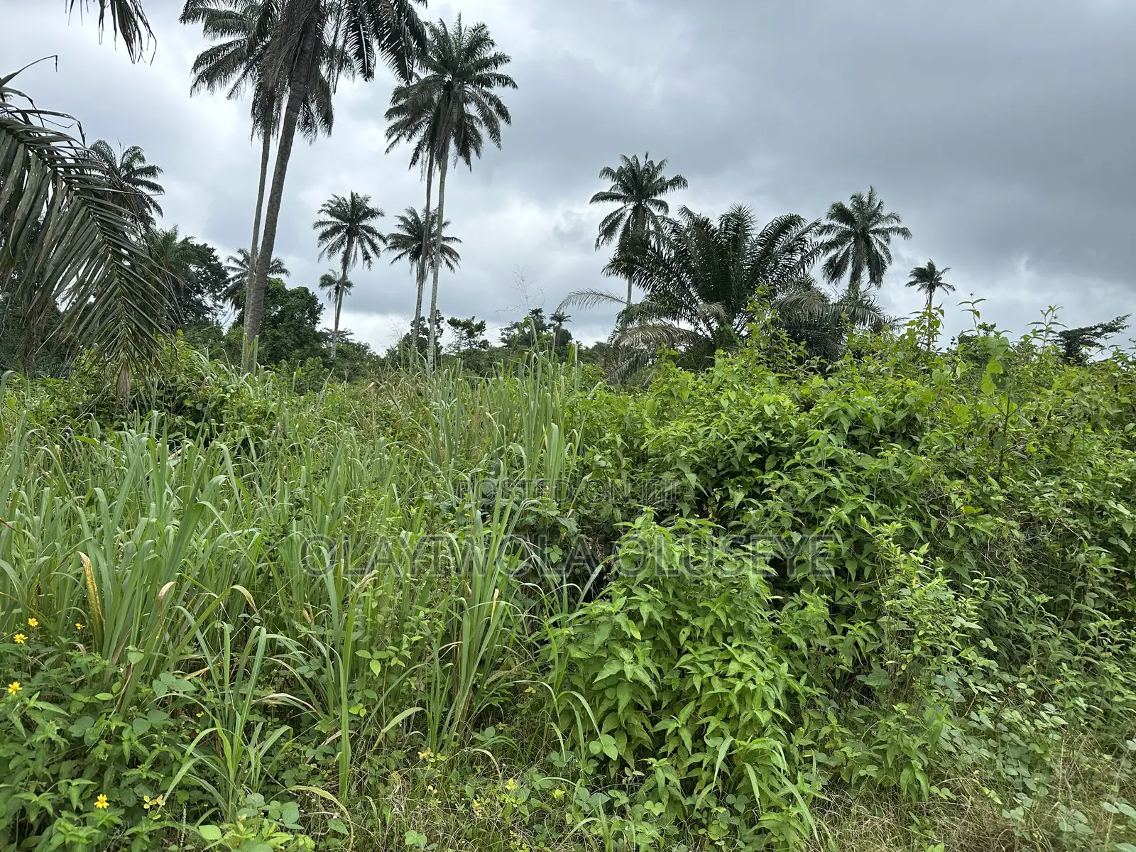 Farm Land for Sale in Ijebu in Ijebu