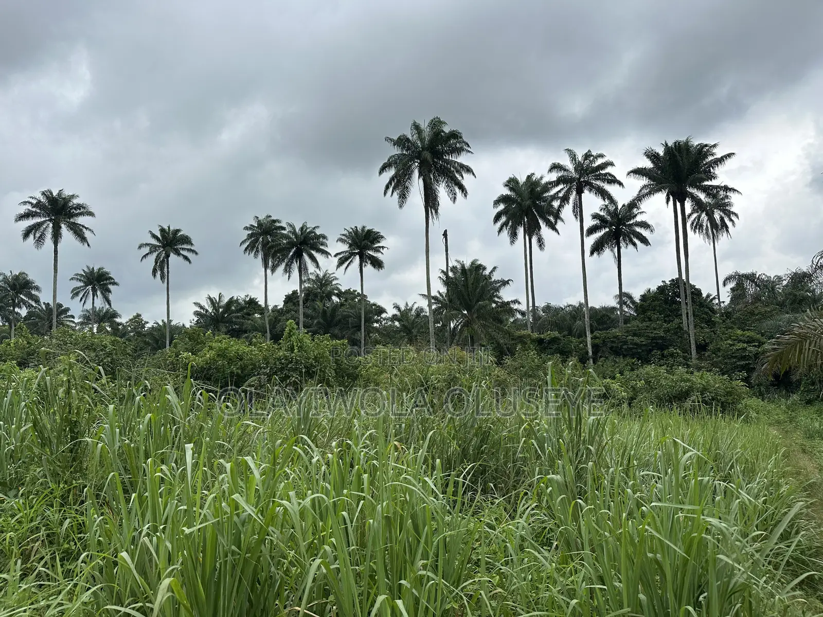 Farm Land for Sale in Ijebu in Ijebu