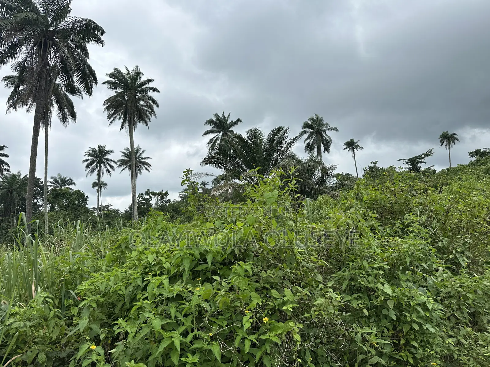Ijebu Farmland for Sale. in Ijebu