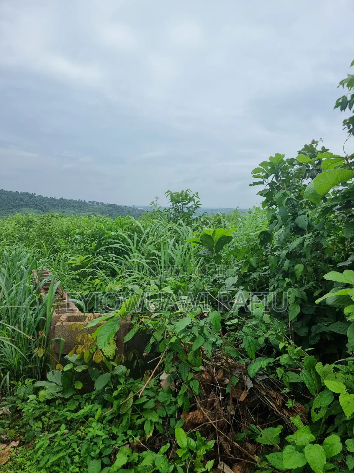 Complete (5) Five Hectares of Land for Sale in Ogun State in Obafemi-Owode
