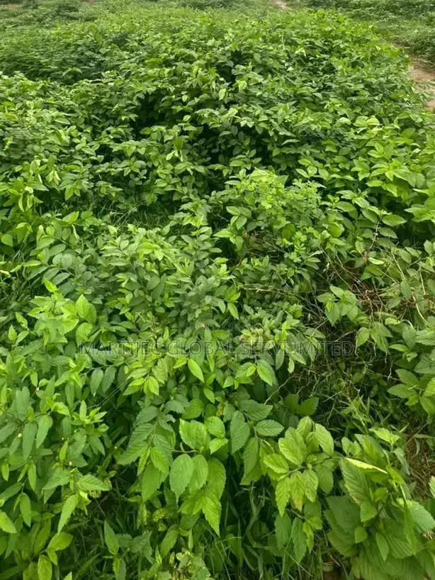 Estate Land for Sale in Wasa