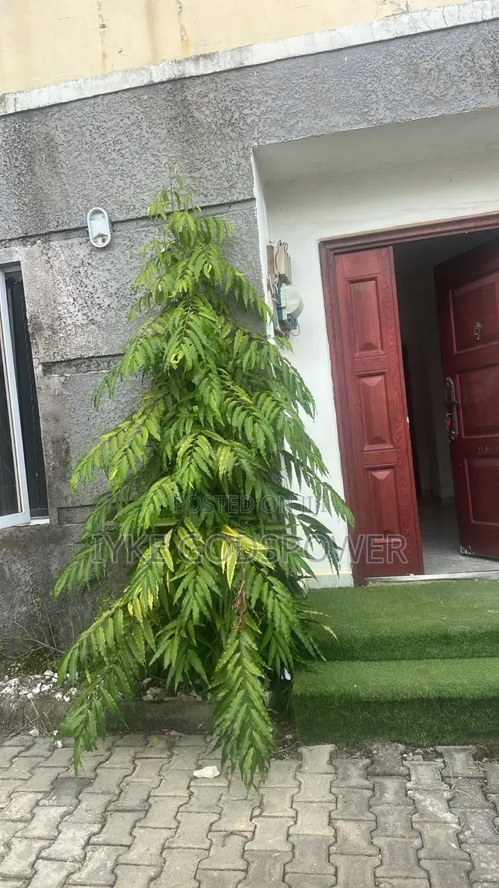 4bdrm Townhouse / Terrace in Life Camp for rent in Life Camp