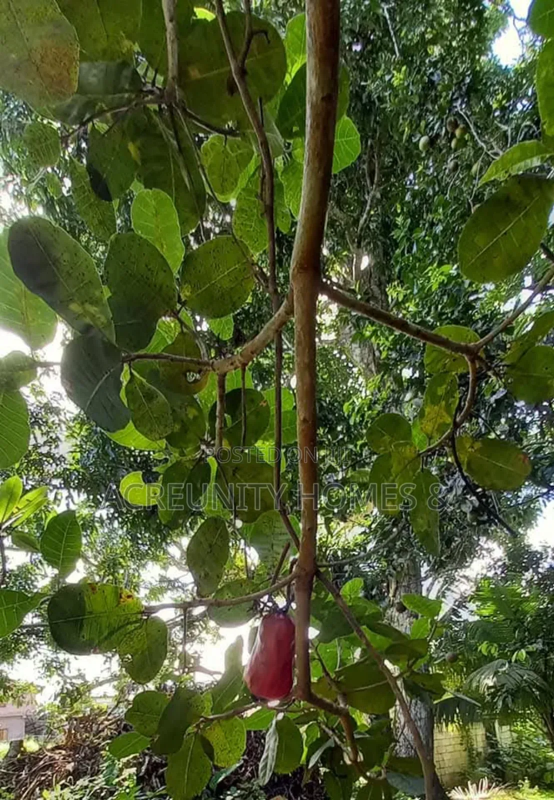 300 Acres Cashew Plantation for Sale Along Ogbomoso–Iseyin Expressway in Ogbomosho North