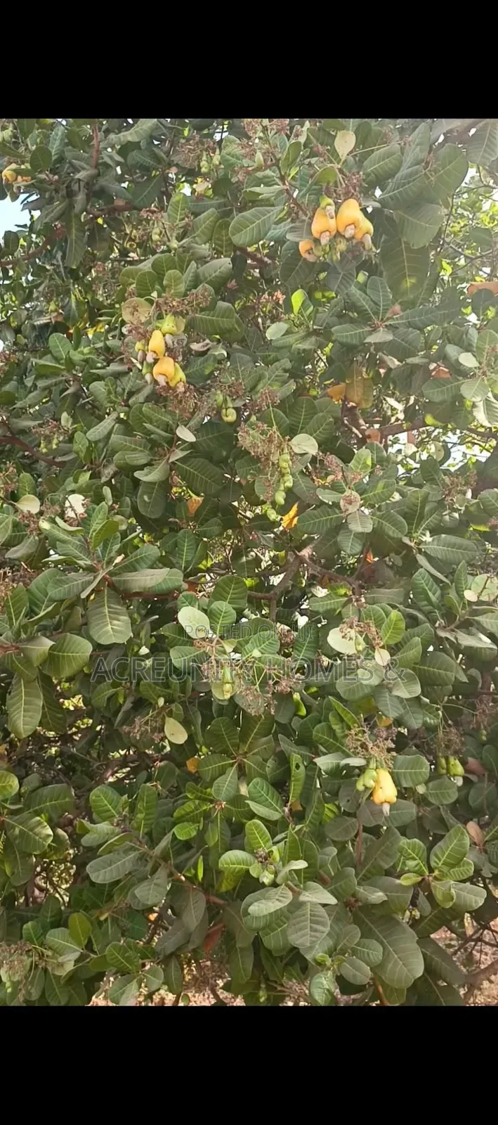 300 Acres Cashew Plantation for Sale Along Ogbomoso–Iseyin Expressway in Ogbomosho North