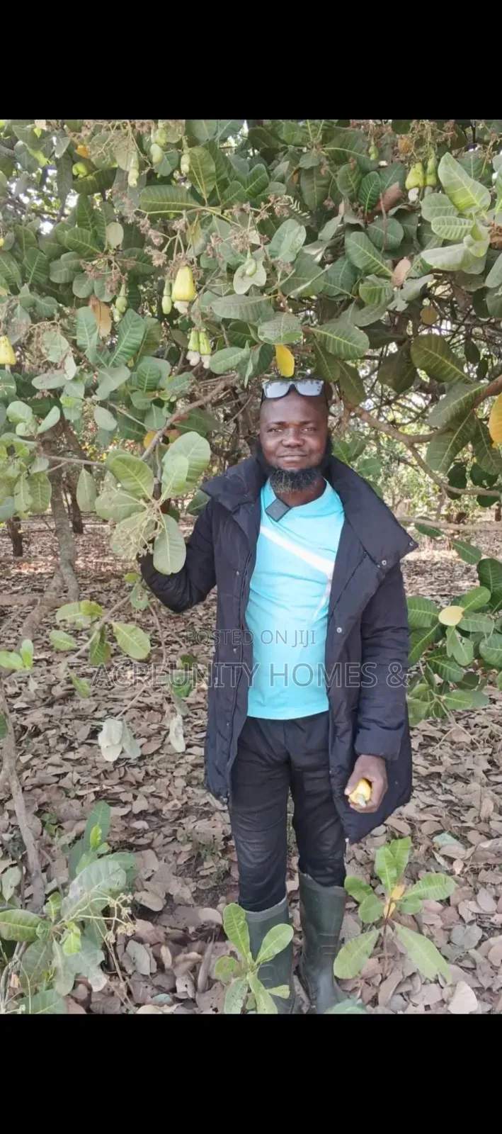 300 Acres Cashew Plantation for Sale Along Ogbomoso–Iseyin Expressway in Ogbomosho North