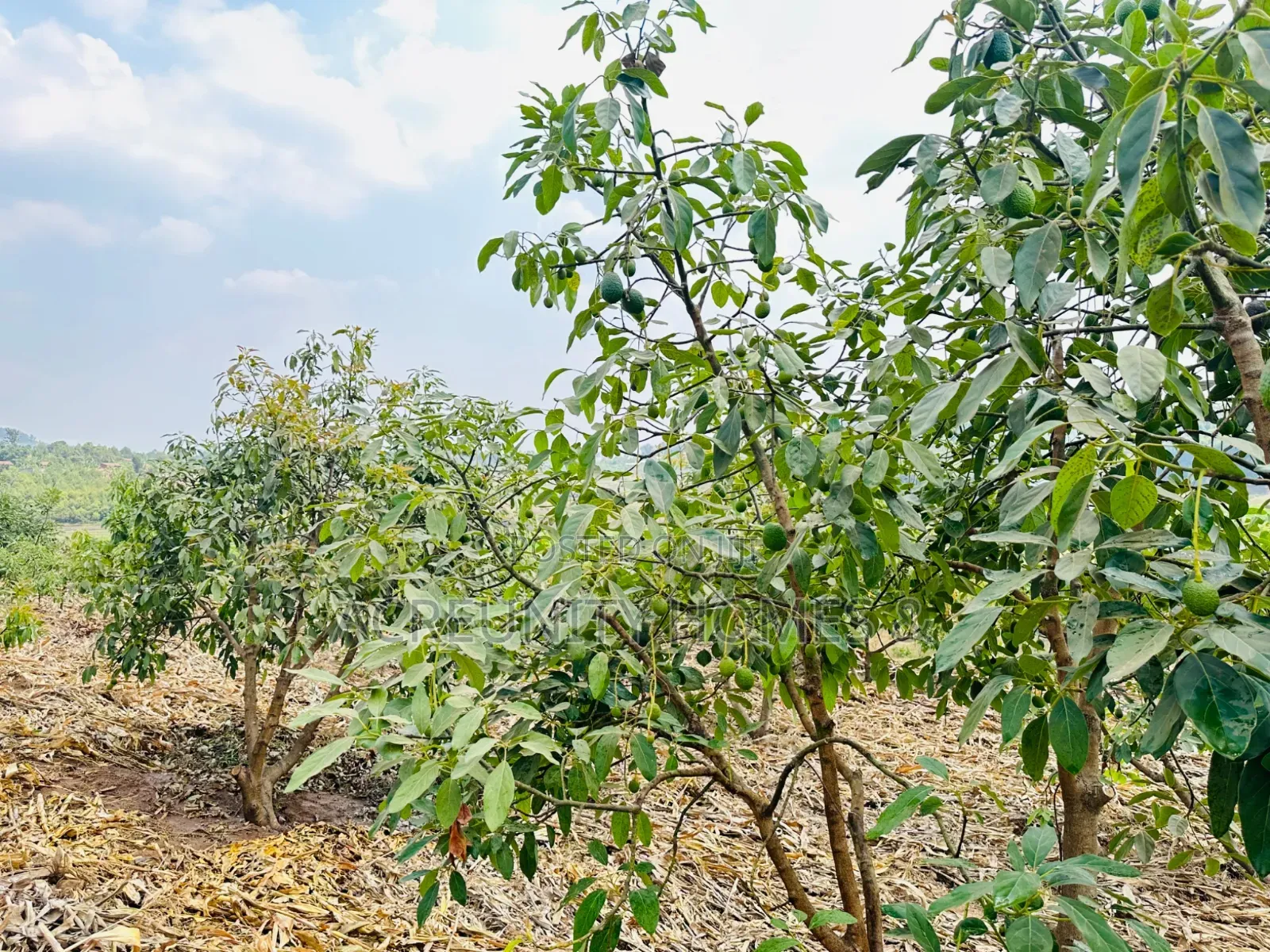 300 Acres Cashew Plantation for Sale Along Ogbomoso–Iseyin Expressway in Ogbomosho North