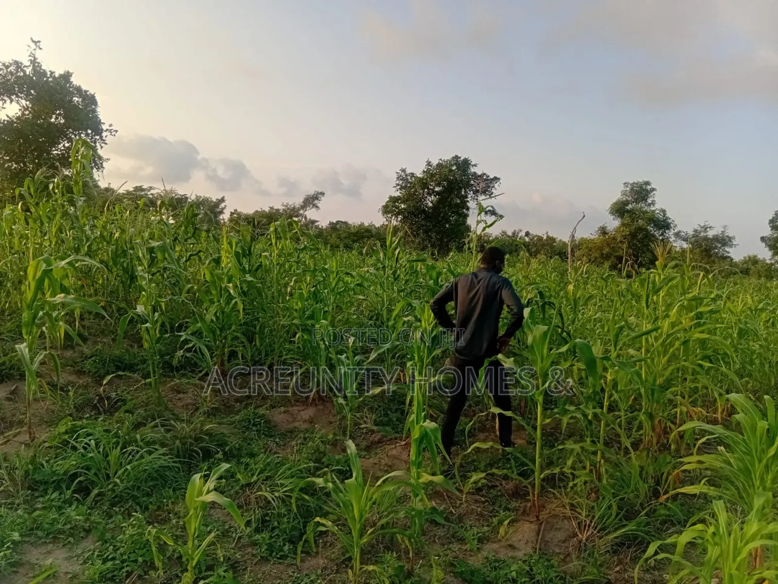 50 Acres of Farmland for Sale at Sagbo-Ile Village, Iseyin, Oyo State in Iseyin