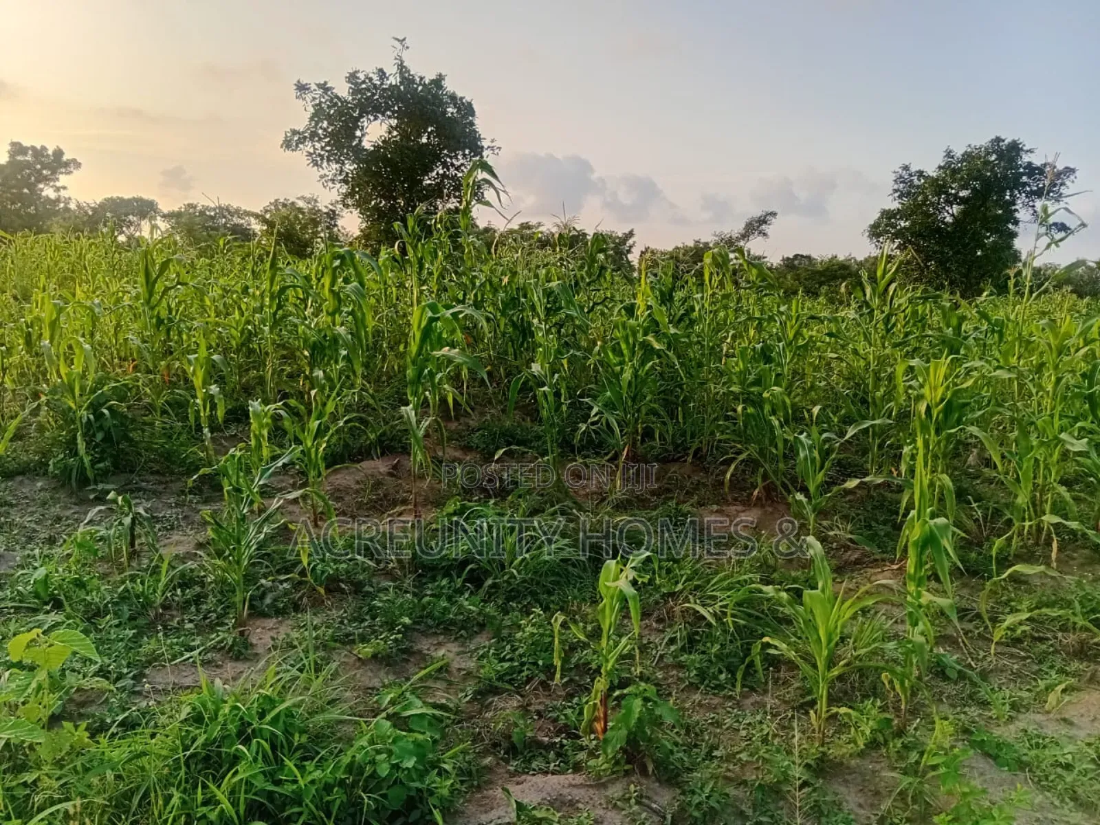 50 Acres of Farmland for Sale at Sagbo-Ile Village, Iseyin, Oyo State in Iseyin