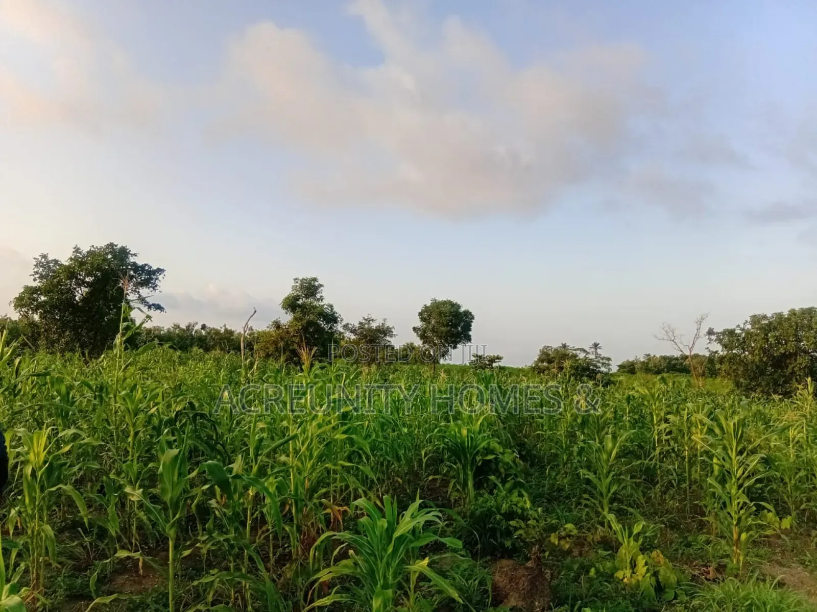 50 Acres of Farmland for Sale at Sagbo-Ile Village, Iseyin, Oyo State in Iseyin