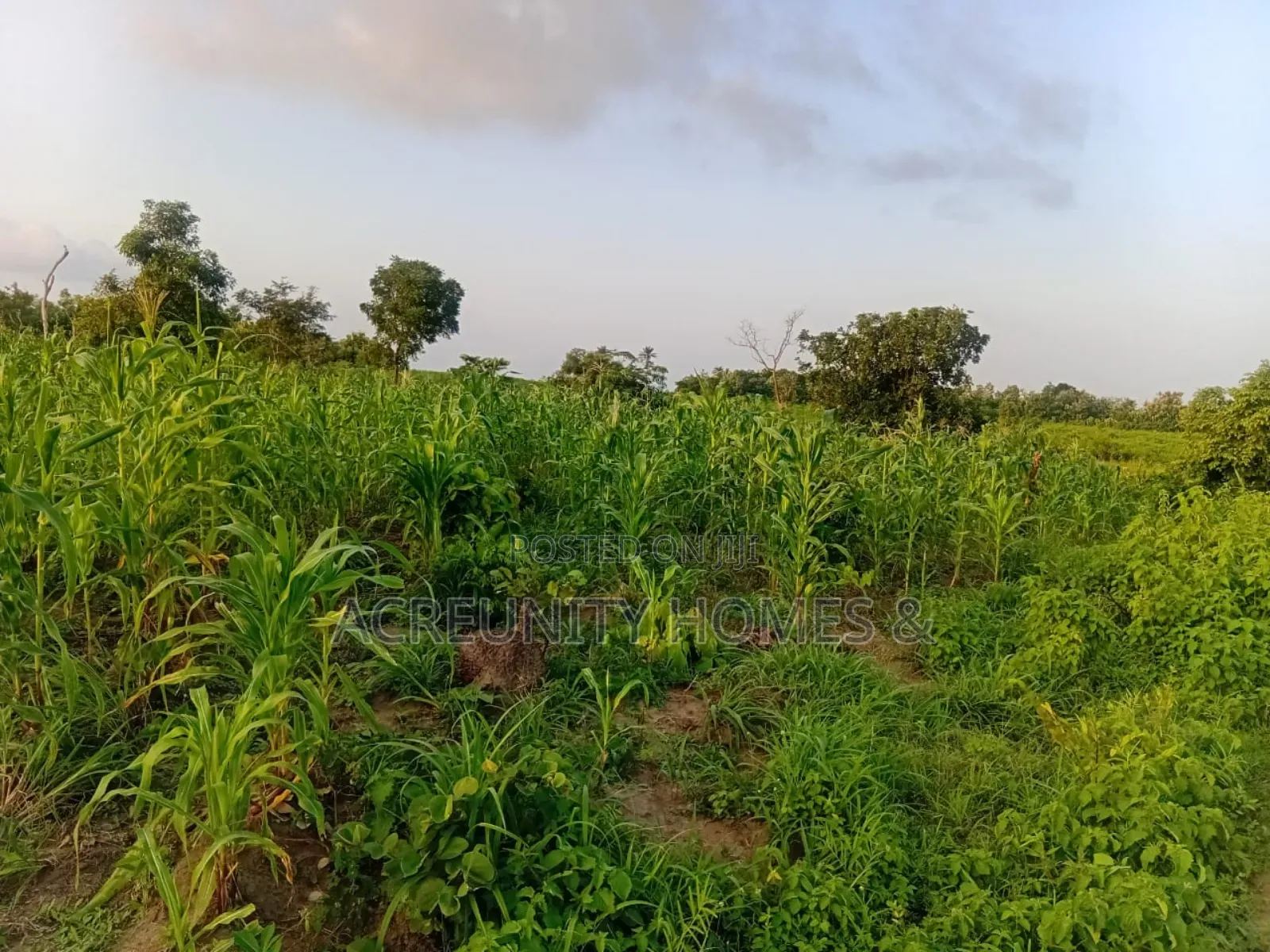 50 Acres of Farmland for Sale at Sagbo-Ile Village, Iseyin, Oyo State in Iseyin
