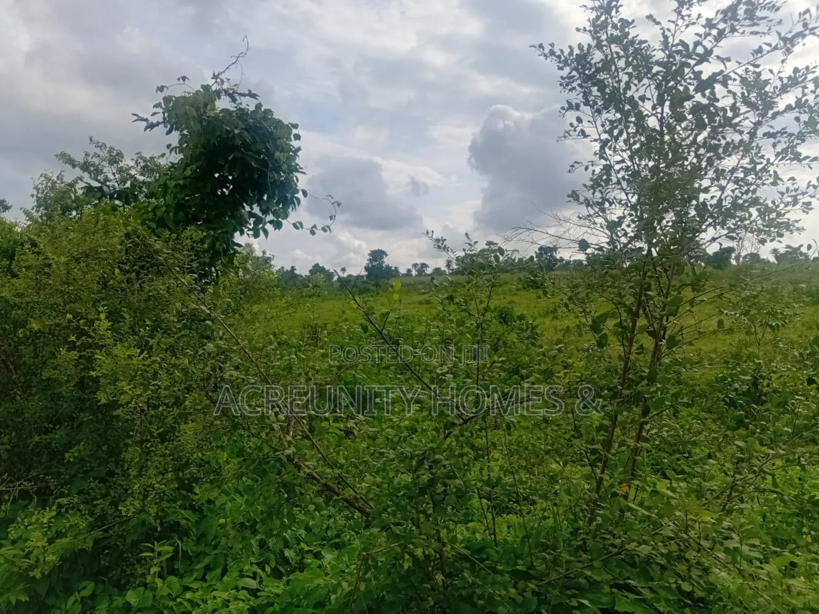 200 Acres of Fertile Farmland for Sale, Adekola, Iseyin LGA, Oyo State in Iseyin