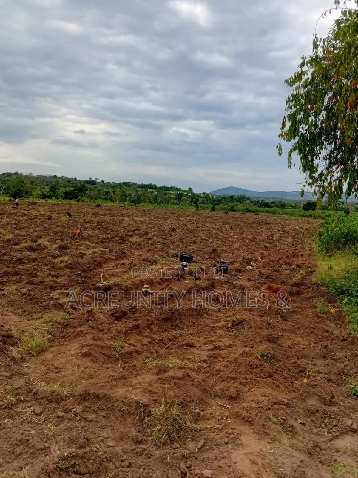200 Acres of Fertile Farmland for Sale, Adekola, Iseyin LGA, Oyo State in Iseyin