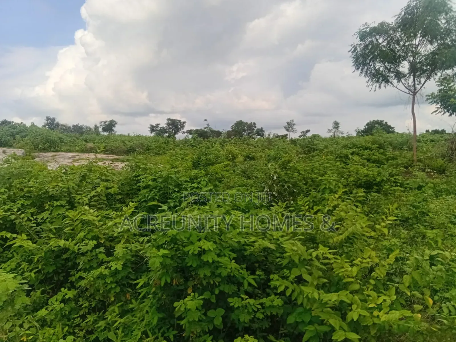 200 Acres of Fertile Farmland for Sale, Waasimi, Iseyin LGA, Oyo State in Iseyin
