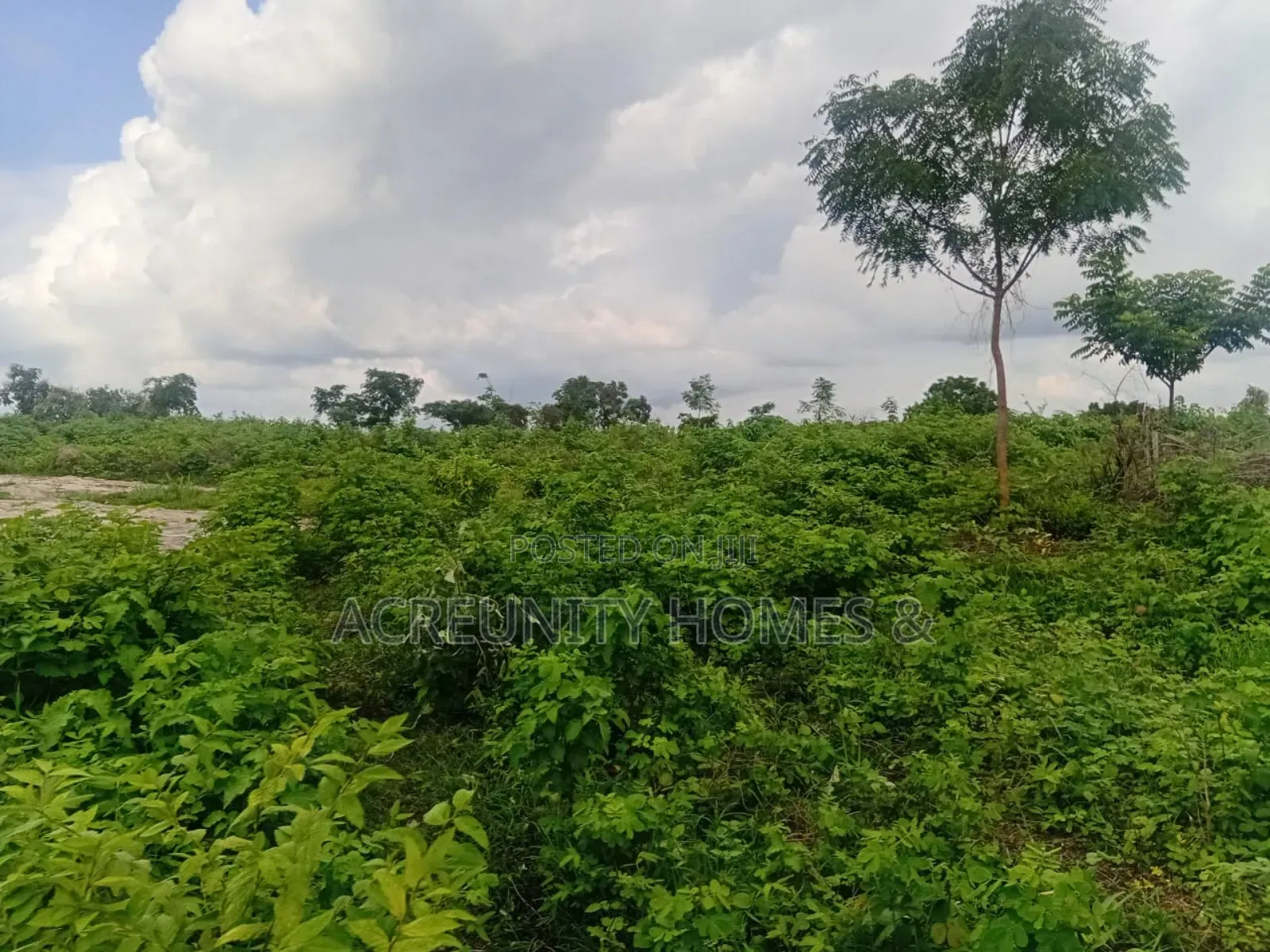 200 Acres of Fertile Farmland for Sale, Waasimi, Iseyin LGA, Oyo State in Iseyin
