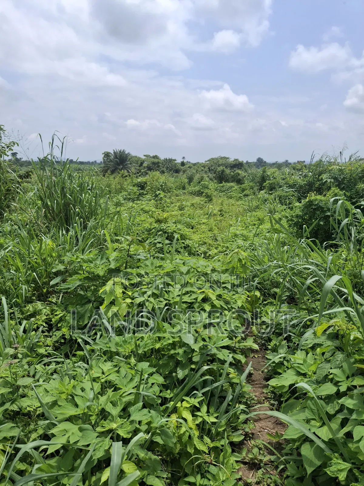 1000 Acres of Farmland at Gbàgbé, Ido, Ibadan in Ido