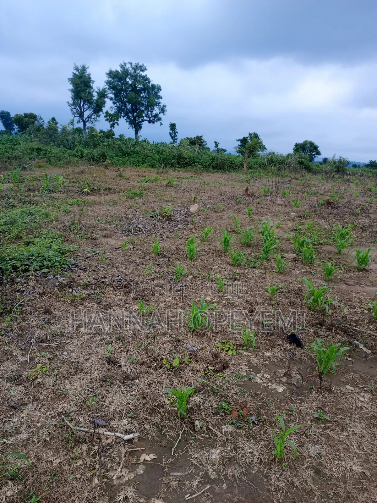 Estate Plot for Sale in Wasa