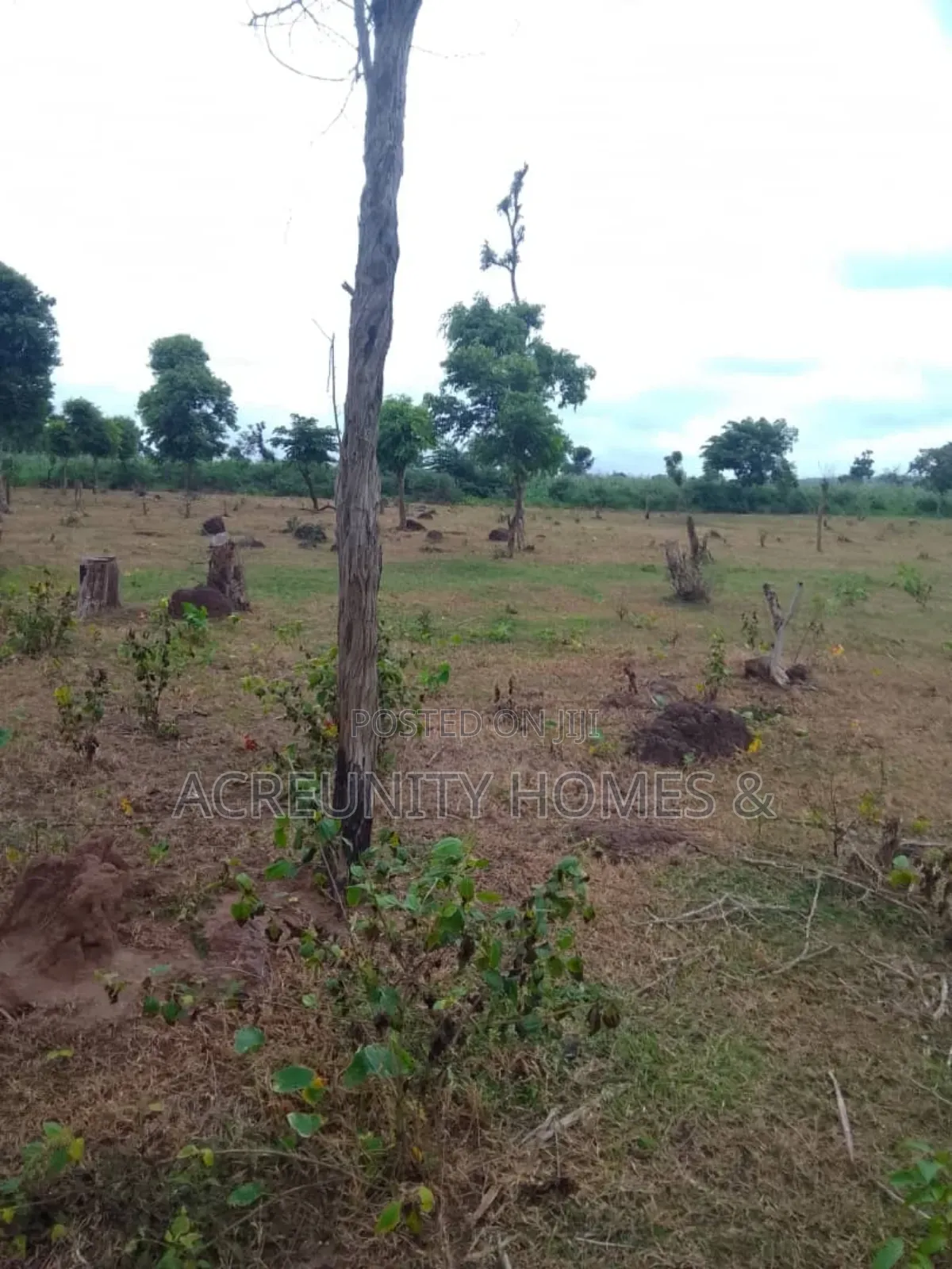 100 Acres of Fertile Farmland Available at Panu Village, Komu Igbojaye in Itesiwaju